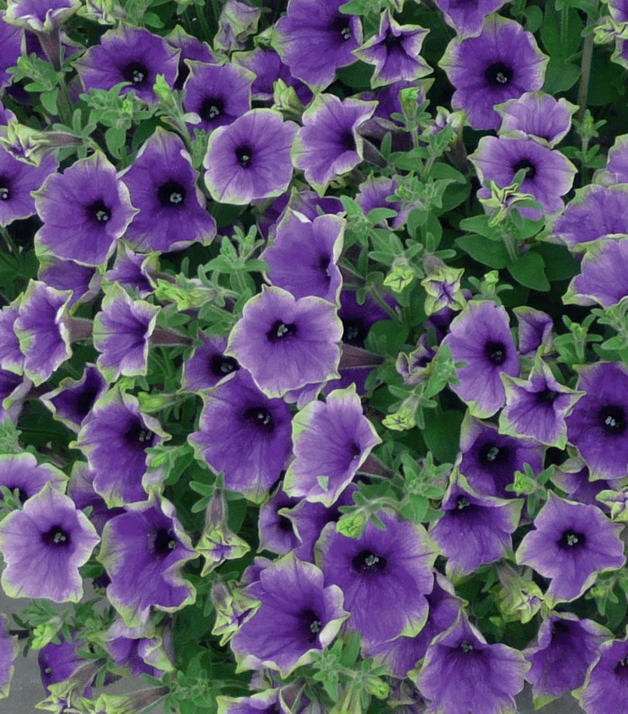 Петуния Мунлайт эклипс